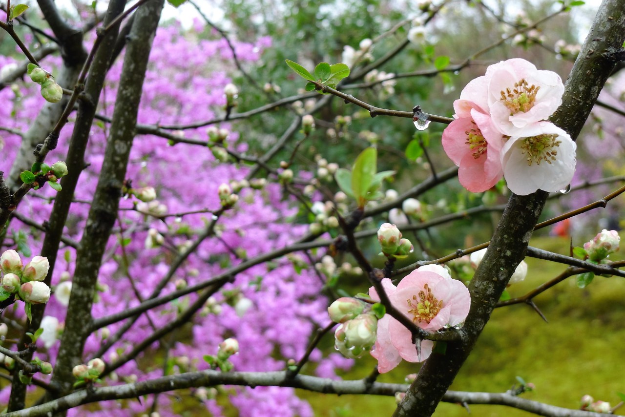 Japan – cities of contrast