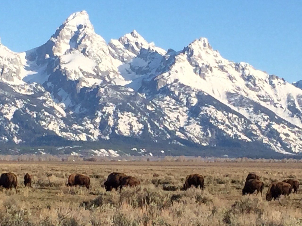 Jackson Hole, Wyoming – moose, bison and bears – oh my!